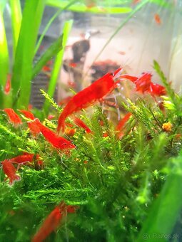 Bloody Mary krevetky - 4