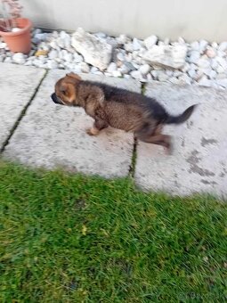 Nemecký ovčiak šteniatka - 4