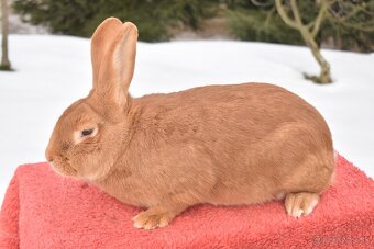 Predam Burgundsky - 4