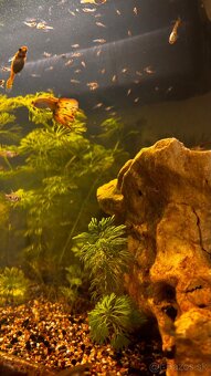 Gubky / Gupky na predaj - 4