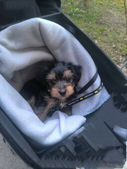 Yorkshire teriér - 4