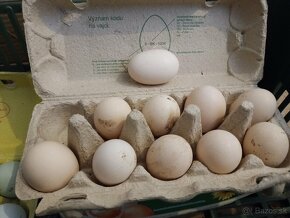 Nasadove vajíčka Green Shell - 4
