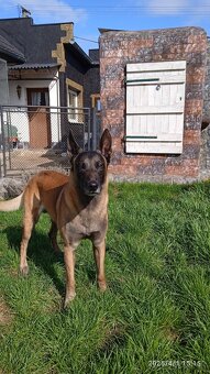 Belgicky ovciak malinois - 4