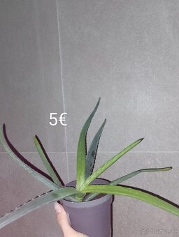 Aloe Vera - 4