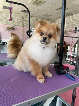 Pomeranian - 4