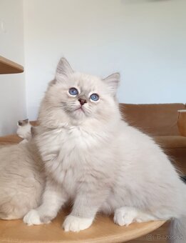Ragdoll kocourek do chovu - 4