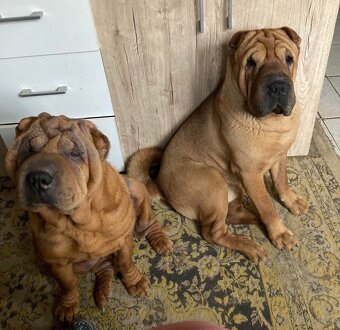 Sharpei - 4