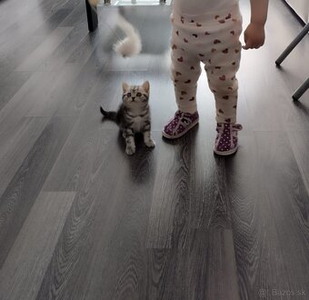Britské krátkosrsté whiskas mačiatko - 4