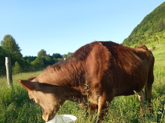 Jersey - 4