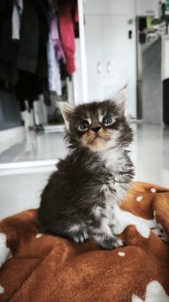 Mačička Maine coon , úhrada aj na časti - 4
