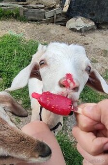 🐐 Na predaj – kozliatka, 5 mesiacov, krížence🐐 - 4