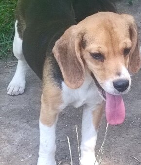 Beagle, bigel, bigl bez PP - 4