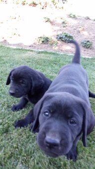 Šteniatka labradora - 4