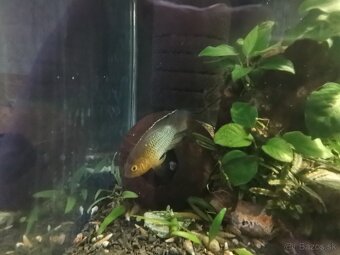 Akarka zelená ( Nannacara anomala ) - 4