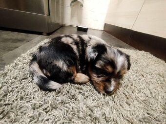 Yorkshire Biewer blue merle - 4