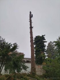 Pílenie stromov, arboristika, výrub stromov, orez stromov - 4