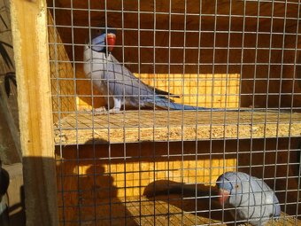 Alexandre malé-chovné páry - 4