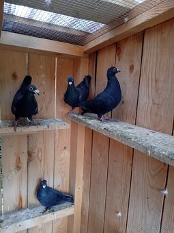 Poštové holuby - 4