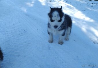 Šteniatka sibírsky husky - 4