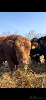 Jatočné býčky - 4