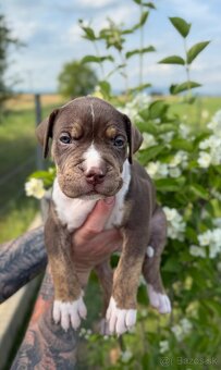 American bully XL/XXL s PP/stafford/pitbull/cane corso - 4
