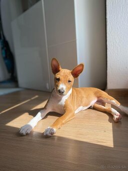 Basenji - 4