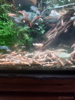 Predam krevetky Caridina - 4