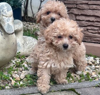 Maltipoo, pudel, maltezak - 4