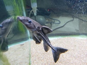 Hydrolycus armatus + import - 4