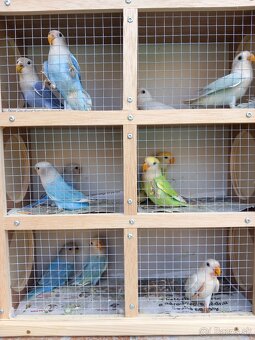 Agapornis ružovohrdlý - 4