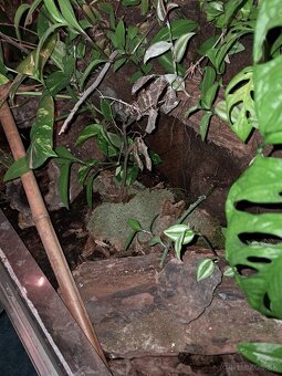 Terarium - 4