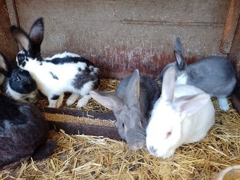 Predám králiky rôznych plemien a sfarbenia - 4