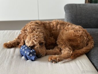 Cavapoo na krytie - 4