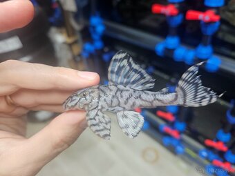 L 236 Super White - dospelá skupinka - 4