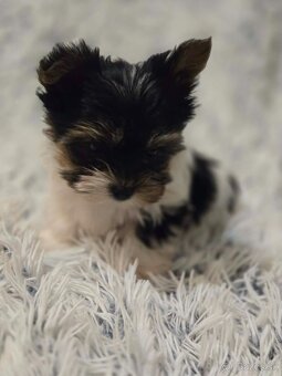 Biewer yorkshire terier - 4