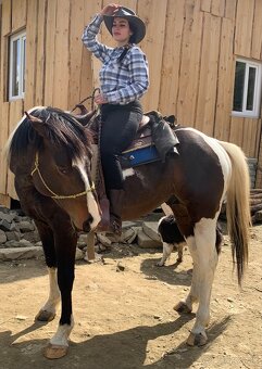 Pripúšťanie APH žrebcom - 4