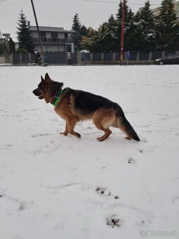 Nemecký ovčiak-krytie - 4