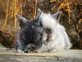 Zakrslý králik - 4