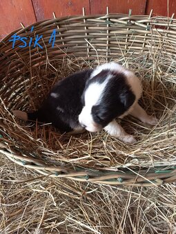 Border kólia šteniatka - 4