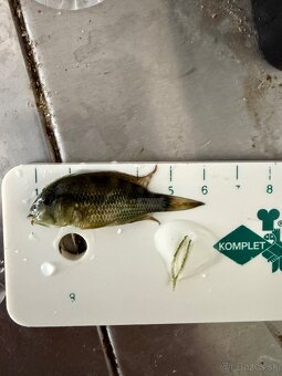 Geophagus sp. Alto sinu- odchov - 4