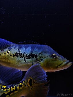 Cichla ocelinea - 4