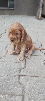 Anglický kokeršpaniel - 4