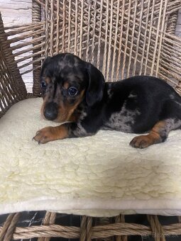 Krátkosrstý jazvecik - 4