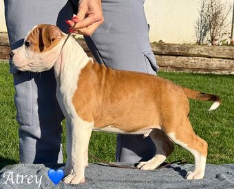 Psík Atrey 🐶 Americký Stafordšírsky teriér s PP 🐾 🩵 - 4