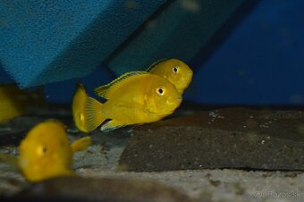 Predám prebytky chovu - Africké cichlidy - 4