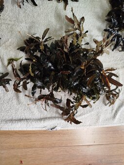 Predam rastlinky Bucephalandra - 4