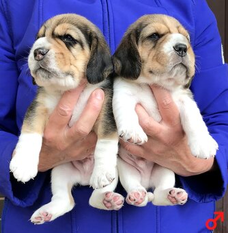 Bígel Beagle Bigl s PP FCI - 4