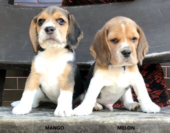 Bígel Beagle Bigl s PP FCI - 4