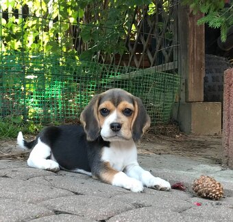 Bígel Beagle Bigl s PP FCI - 4