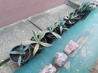 Kaktus, Agave - 4